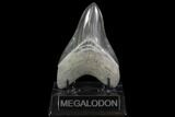 Serrated, Fossil Megalodon Tooth - Beautiful Tooth #95548-2